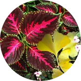 VisiFlora antioxidant-rich supplement capsules